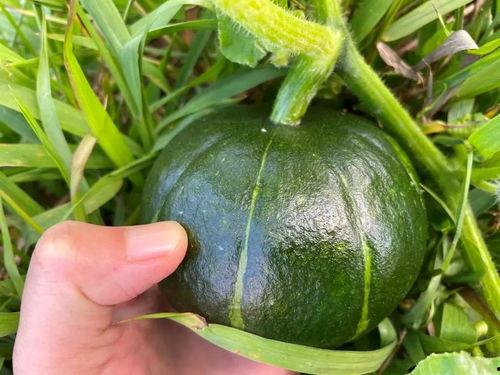 贝贝咋吃瓜,揭秘娱乐圈幕后故事